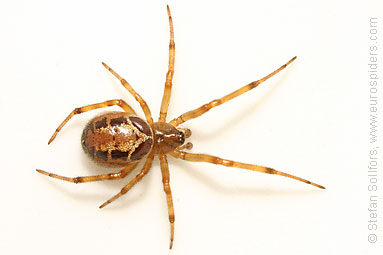 Noble false-widow Steatoda nobilis