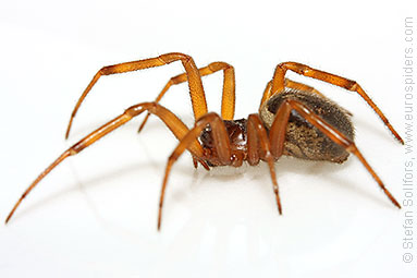 Noble false-widow Steatoda nobilis