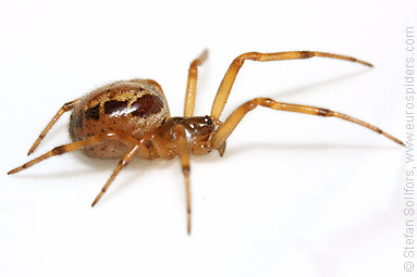 Noble false-widow Steatoda nobilis