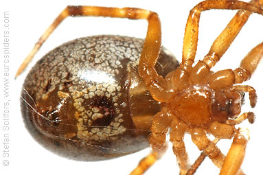 Noble false-widow Steatoda nobilis