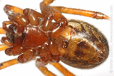 Noble false-widow Steatoda nobilis