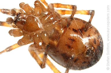 Noble false-widow Steatoda nobilis