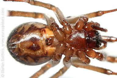 Noble false-widow Steatoda nobilis