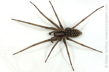 House spider Tegenaria atrica