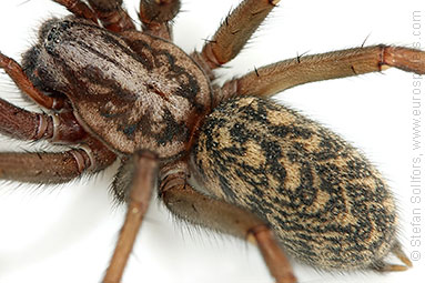 House spider Tegenaria atrica