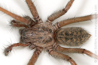 House spider Tegenaria atrica