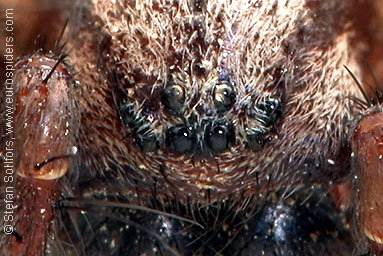 House spider Tegenaria atrica