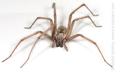 House spider Tegenaria atrica