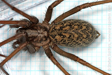 House spider Tegenaria atrica