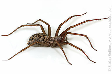 House spider Tegenaria atrica