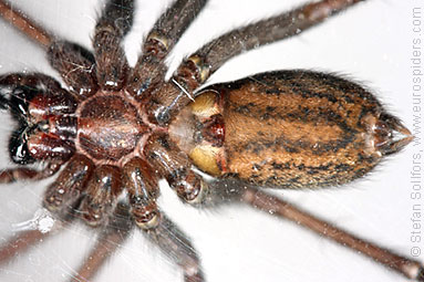 House spider Tegenaria atrica