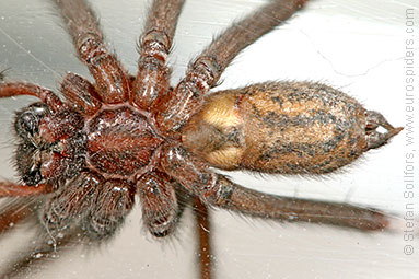 House spider Tegenaria atrica