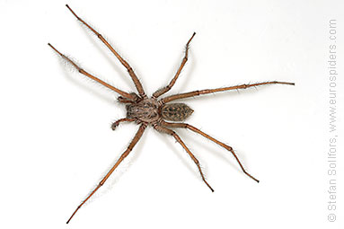 House spider Tegenaria atrica